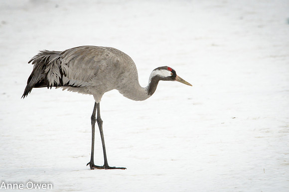 Common Crane - unusual here!
