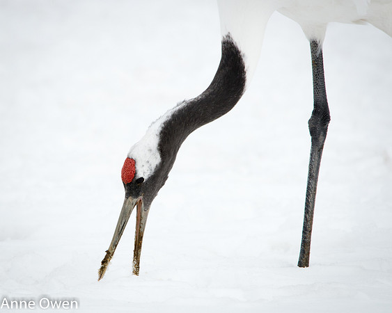 Japanese Red Crowned Crane