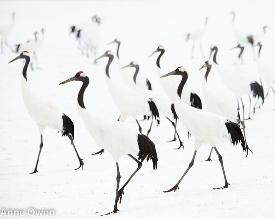 Japanese Red Crowned Crane