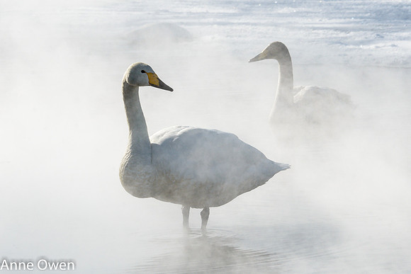 Whooper Swan