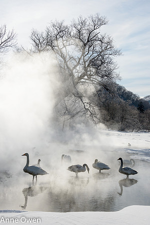 Whooper Swan