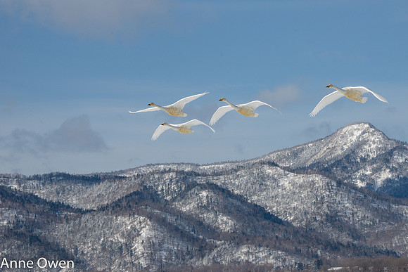 Whooper Swan