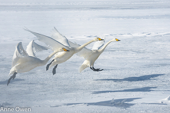 Whooper Swan