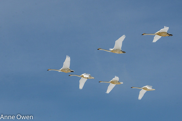 Whooper Swan