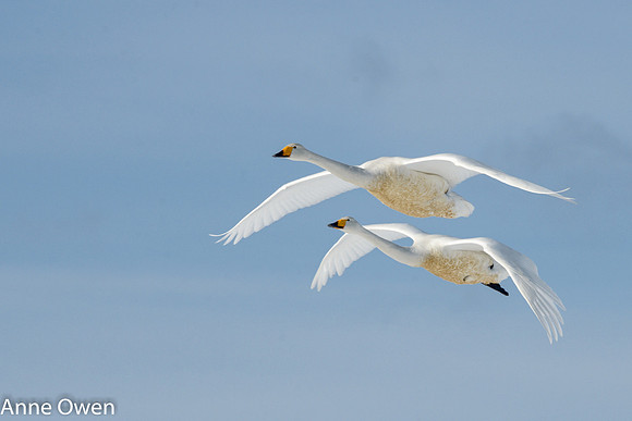 Whooper Swan