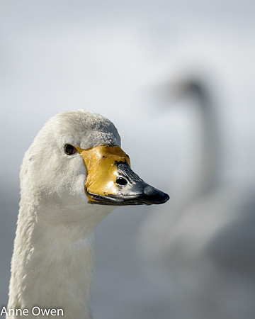 Whooper Swan