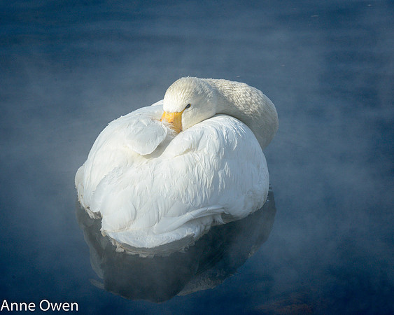Whooper Swan