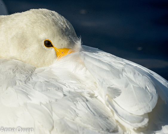 Whooper Swan