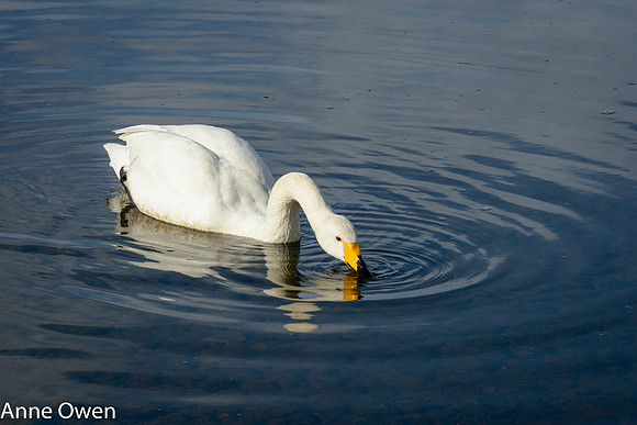 Whooper Swan