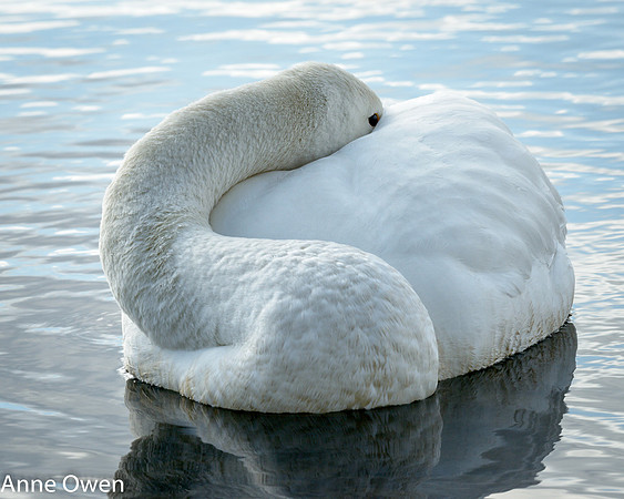 Whooper Swan