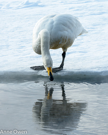 Whooper Swan