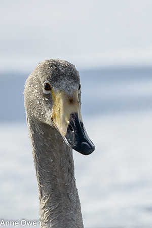 Whooper Swan juvenile