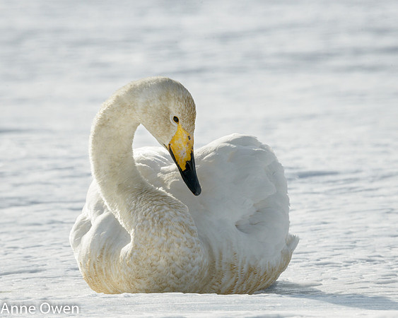Whooper Swan