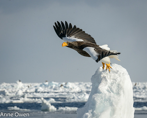 Stellar's Sea Eagle taking off