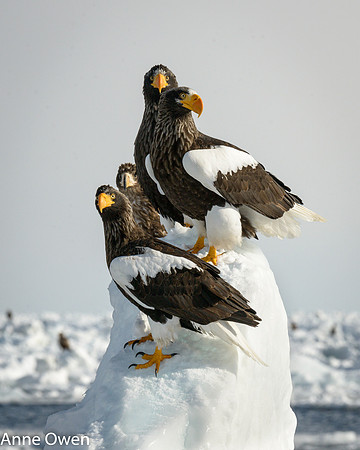 Stellar's Sea Eagles sharing a perch