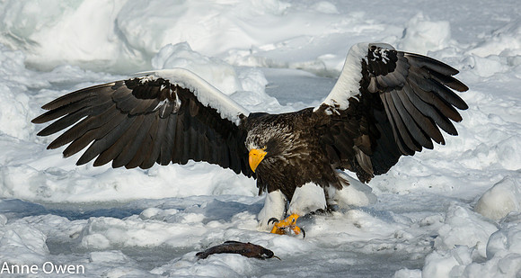 Stellar's Sea Eagle approaching fish