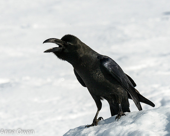 Raven calling