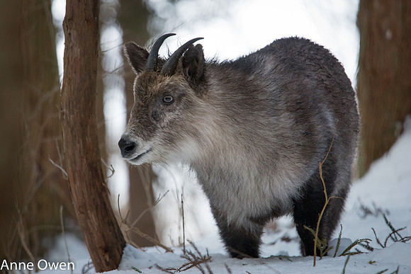 Serow