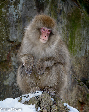 Japanese Macaque