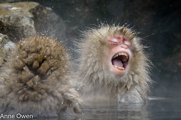 Japanese Macaque