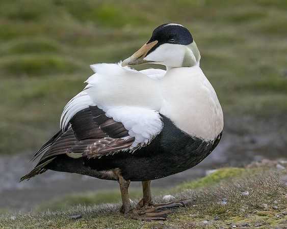 Common Eider preening