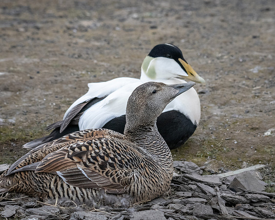 Common Eider pair at nest