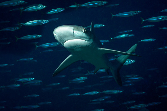 Grey Reef Shark on Dawn Dive