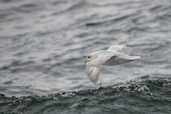 Northern Fulmar