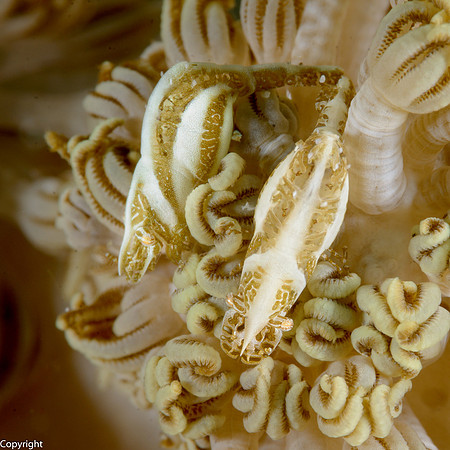 Xenia Shrimp in Soft Coral