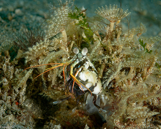 Mantis Shrimp at burrow