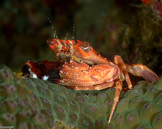 Swimming Crab feeding at night