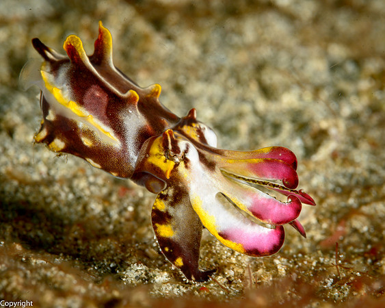 Flayboyant Cuttlefish walking