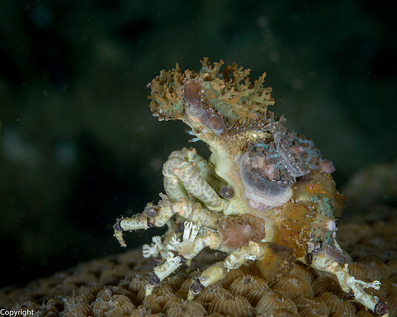 Corallimorph Decorator Crab
