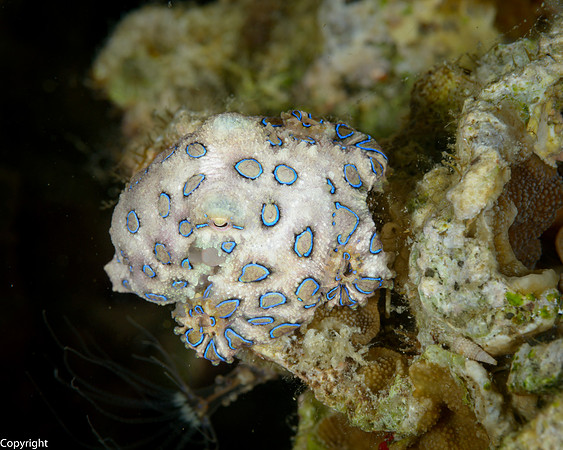 Blue Ring Octopus