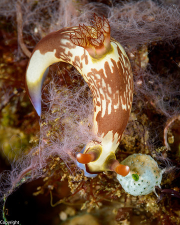 Nembrotha nudibranch