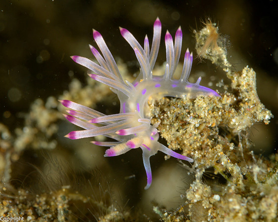 Flabellina Nudibrach