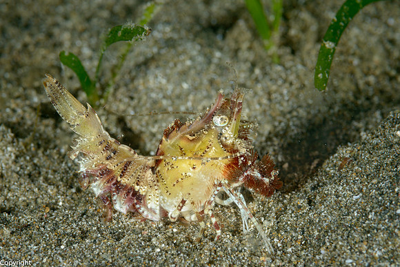 Marble Shrimp at night