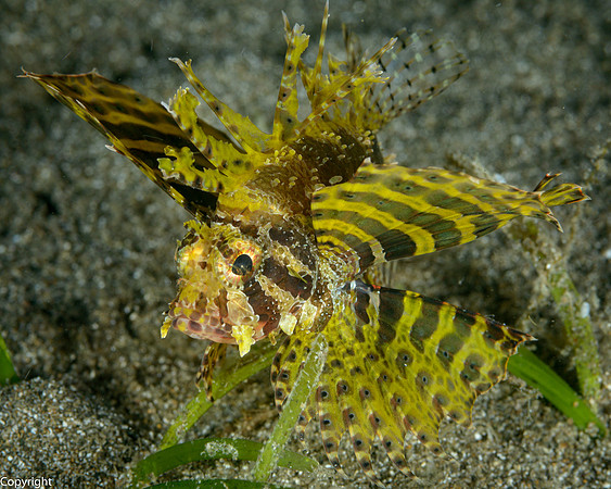 Shortfin Lionfish