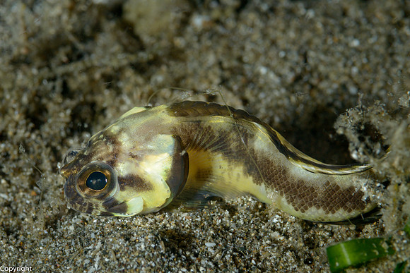 Harlequin Jawfish