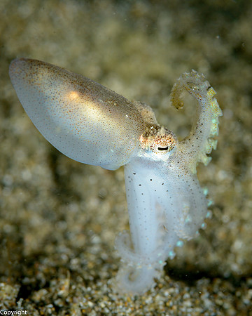 Octopus walking at night