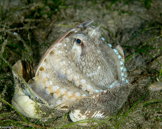 Coconut Octopus with shell collection