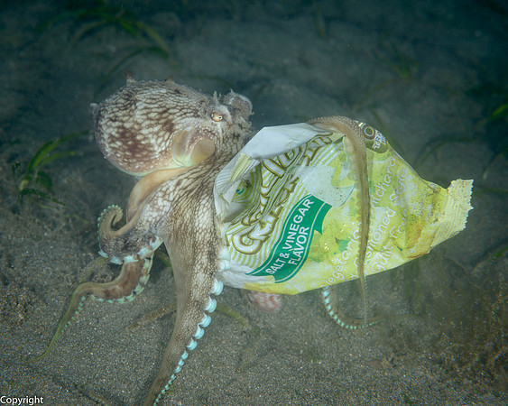 Coconut Octopus with crisp packet!