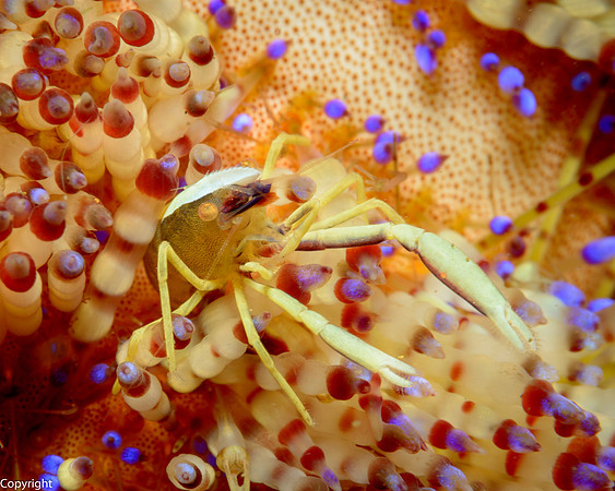 Brook's Urchin Shrimp
