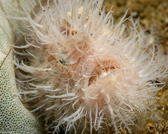 Hairy Frogfish