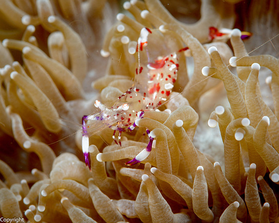 Yellow-Spotted Anemone Shrimp