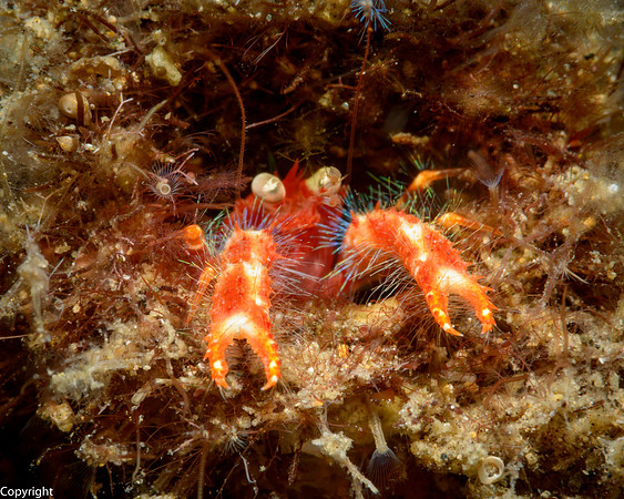 Olivar's Squat Lobster