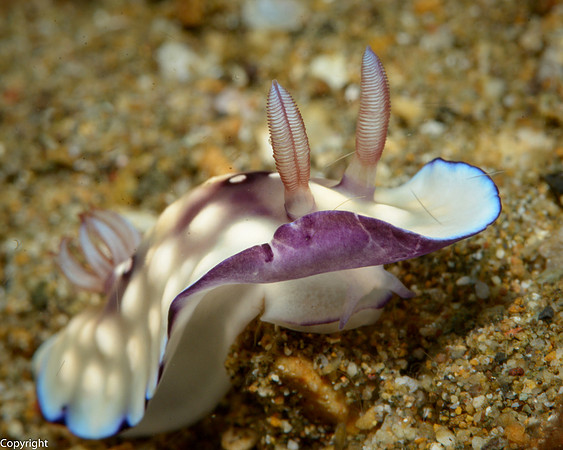 Chromodoris Nudibranch