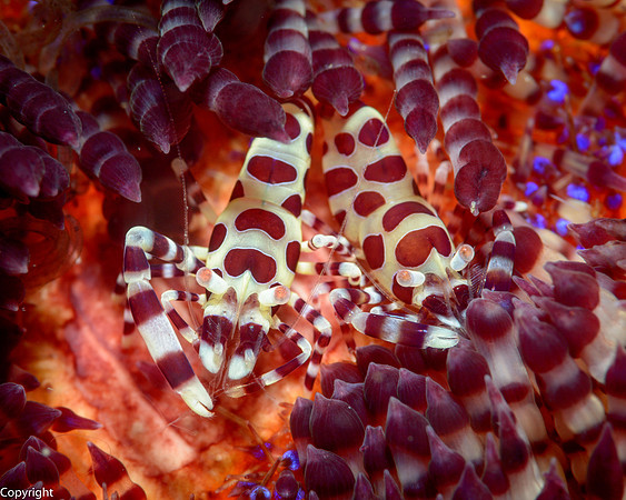 Coleman Shrimp pair on Fire Urchin
