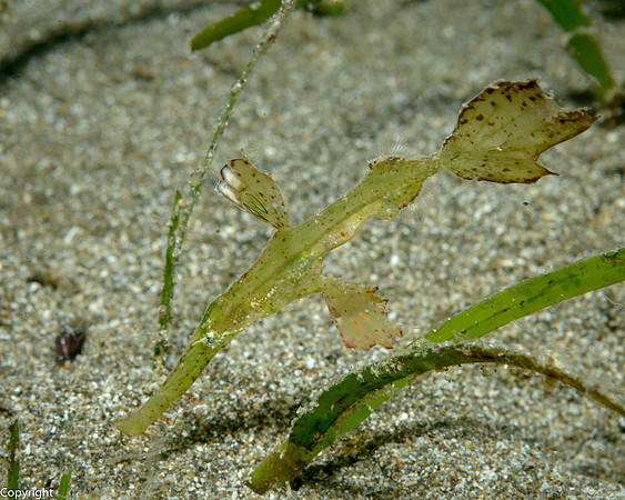 Robust Ghost Pipefish