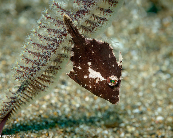 Whitebar Filefish